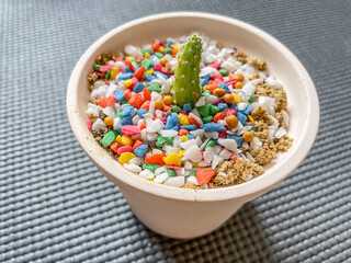 Cactus with colorful stones in white pot.