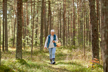 Obraz premium picking season, leisure and people concept - senior woman with basket walking in autumn forest