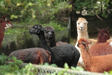 Llamas in their outdoor enclosure at the zoo