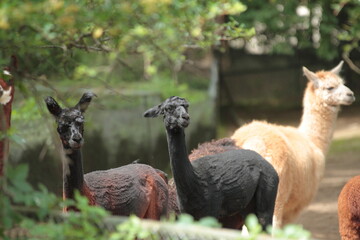 Llamas in their outdoor enclosure at the zoo
