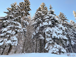 snow covered trees