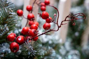 Rowan branch with red berries on christmas tree