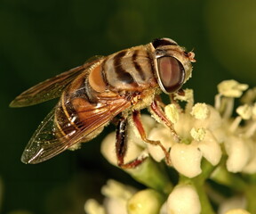 Macro photograph of a Hoverfly on a grouping of unopened buds.