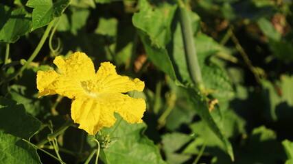 Yellow fragrant zucchini flower. Sponge gourd, Smooth loofah, Vegetable sponge or Gourd towel (Luffa cylindrica) Beautiful blooming biennial plant in an outdoor garden with copy space. Selective focus