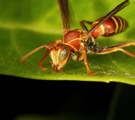 Macro photography of a Paper wasp standing on a green leaf.