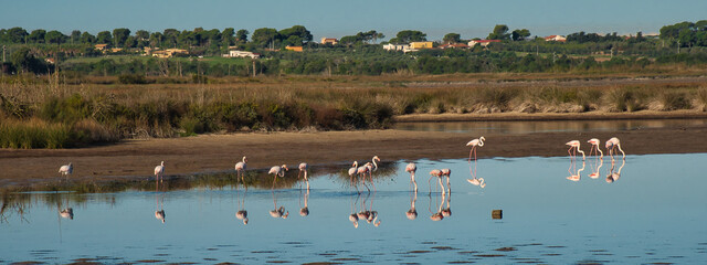 Flamingos bei einem Zwischenstopp auf dem Weg in den Süden 