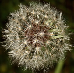 Macro photograph of a Dandelion seed head.