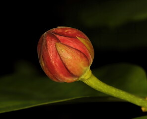 A macro photo of small red flower bud with dark background.