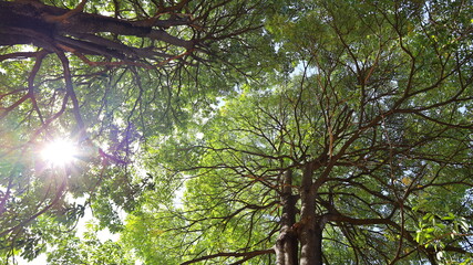 Two tall trees with green leaves. The old trees together with the shape of the branches that converge naturally. With the afternoon sun descending in the view below. Selective focus