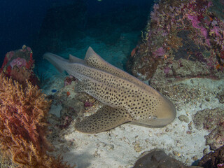 Zebra shark in a sandy bottom (Koh Bon, Similan, Thailand)