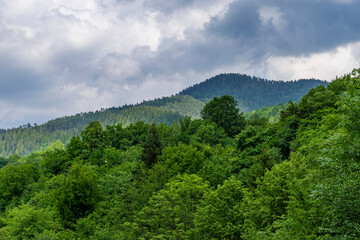 forest in the mountains
