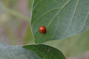 ladybug on a leaf