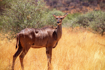 Greater kudu ( woodland antelope) standing in African bushes.