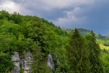 forest in the mountains