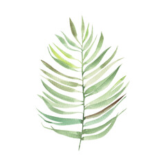 Watercolor drawing of a tropical leaf isolated on a white background.