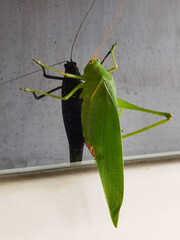 Great green bush-cricket certainly and its reflection on window.