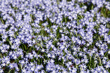 Obraz premium Blaustern, Blausternblüte, Blumenwiese, Hintergrundbild, Deutschland, Europa