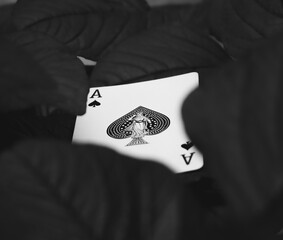 ace of spades