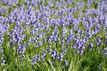 Fototapeta premium Blühende Hasenglöckchen (Hyacinthoides) auf einer Wiese, Deutschland, Europa