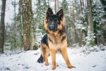 Portrait of a German long-haired shepherd dog in the forest in winter, close-up.