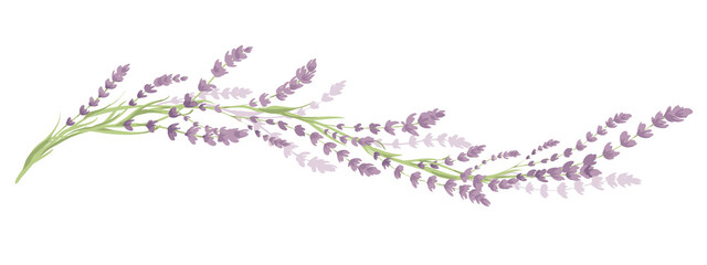 Lavender -- narrow banner. Long border with flowers and leaves, vector illustration, design element.  © imagination13