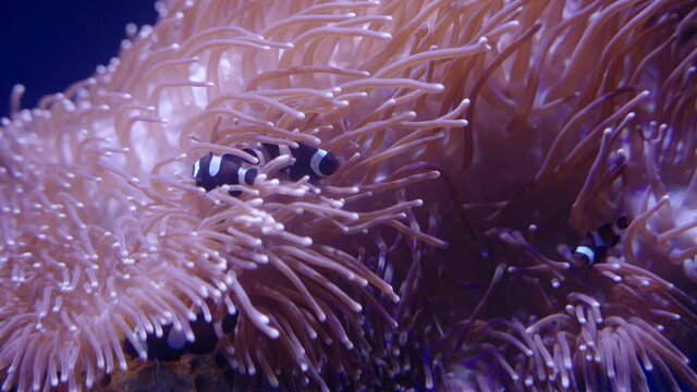 black ocellaris clownfish swim around an anemone at a public aquarium in sydney, australia