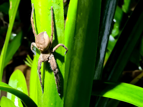 The rain spider is a species of the huntsman spider and is native to Southern Africa and their scientific name is Palystes Superciliosus.