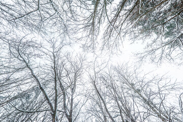Looking up into winter snow covered forest. Trees growing in the sky