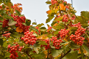 Obraz premium Ripe juicy mountain ash