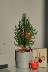a small fir tree in the sunlight, a play of light and shadow, partially withered, with Christmas decorations and gifts. The balls and candle are red.
