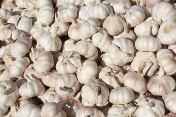 garlic on market