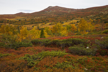 Vibrant autumn colors in the mountain area