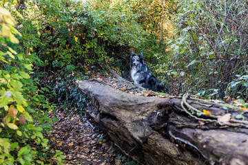 dog and tree in the woods