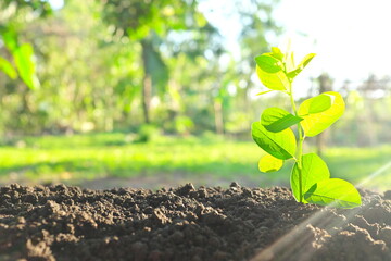 Growing plant seedling tree sapling on soil at sunrise with copy space. Spring season, springtime, new life, beginnings, brighter tomorrow and hope concept.