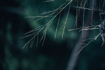 spider web with dew drops