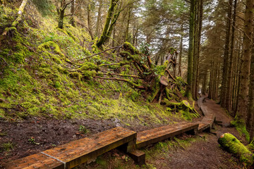 Naklejka premium Narrow wooden foot path with anti slippery surface in a forest on a hill. Knoncknarea, county Sligo, Ireland. Great trail with fresh air and great scenery. Outdoor activity concept