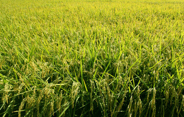 autumn golden rice field.