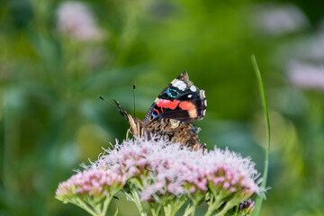 Vanessa atalanta, the red admiral or, previously, the red admirable.