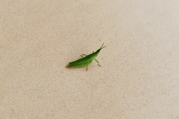 A small insect with an unusual rust-colored bark climbing leaves against a blurred light green background.