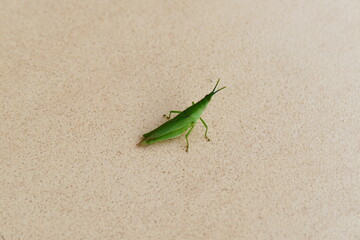 A small insect with an unusual rust-colored bark climbing leaves against a blurred light green background.