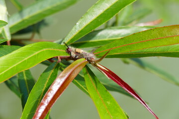 Fototapeta premium A small insect with an unusual rust-colored bark climbing leaves against a blurred light green background.