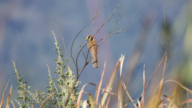 4k Video of A little cute brown bird with a yellow mouth and striped on breast perch and singing on a root (Spot-breasted Parrotbill)