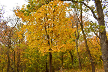 Bright autumn colors in the forest