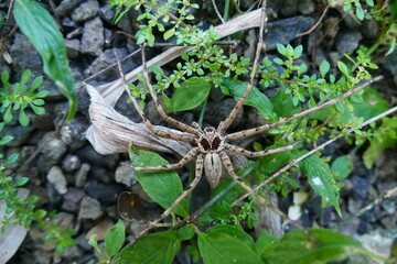 A small insect with an unusual rust-colored bark climbing leaves against a blurred light green background.