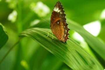A small insect with an unusual rust-colored bark climbing leaves against a blurred light green background.