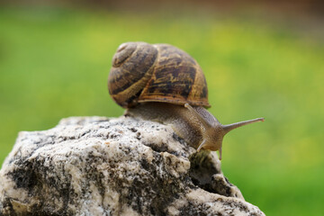 snail on a rock