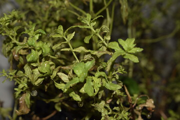 close image of plants leaves with some drop water