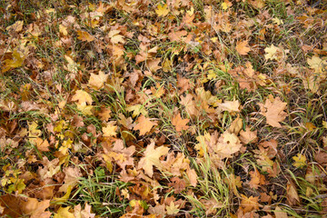 Fallen autumn leaves on the ground