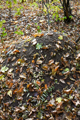 Forest anthill covered with fallen leaves in autumn
