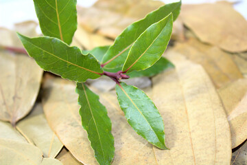 Frischer und getrockneter Lorbeer